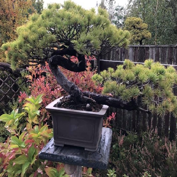 Formuotos Pušys, Bonsai